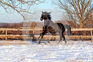 Prancing black stallion