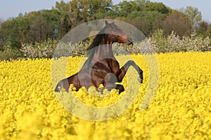 Prancing horse in colza field photo