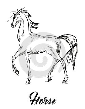 Prancing horse portrait. Vector sketch. Galloping horses.