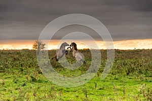 Emocionante caballos sobre el atardecer 