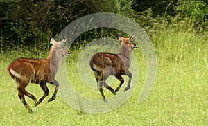 Prancing Waterbuck