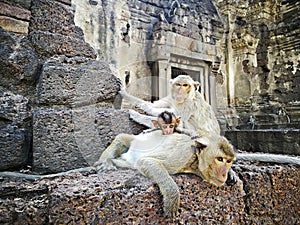 Prang sam yod temple lopburi thailand Monkey Temple asia