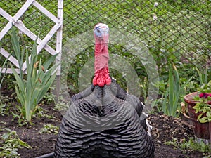 Prankster turkey climbed into the garden