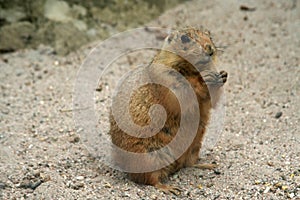 Prarie dog