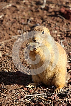 Prarie dog having a bit of lunch