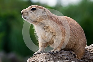 Prarie dog looking sitting of the ground