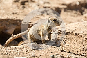 Prarie Dog Pup