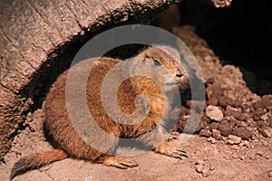 Prarie dog