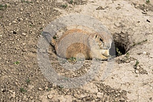 Prarie Dog Stand Sentry Underground Home Entrance