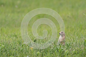 Prarie Dog Stands at Attention in Tall Grass