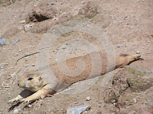 Prarie dog streching out on soil