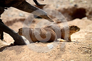 Prarie Dogs