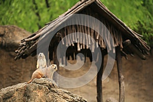 prarie dogs couple looking around