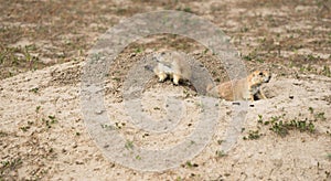 Prarie Dogs Stand Sentry Underground Home Entrance