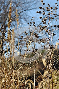 Prarie Flowers