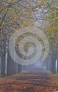 Prater alley on a foggy morning