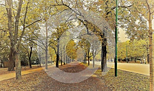 Prater parc on autumn leaves in Vienna