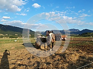 Prati di Ovindoli in Abruzzo, Italy.  Horses grazing in the nature.  Beautiful day in the green.  Blue sky with some clouds.