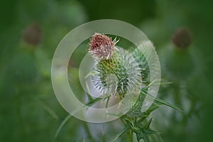 Tra il verde ed il rosso photo