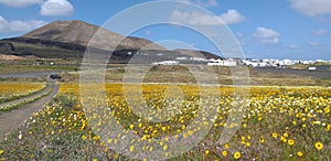 prato di fiori gialli e bianchi con vulcano sullo sfondo photo