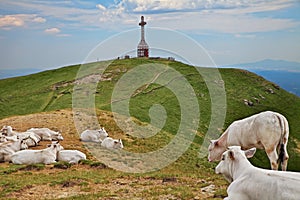 Pratomagno, Arezzo, Tuscany, Italy: herd of cattle in the pasture on the mountain top with the ancient iron cross 1928 photo