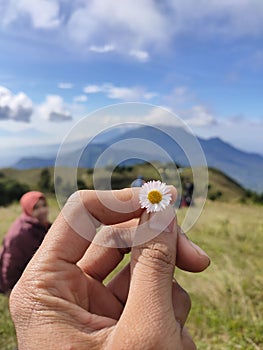 Prau maountain flower