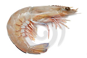 Prawn