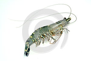 Prawn