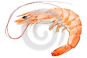 Prawn