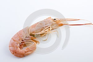 Prawn