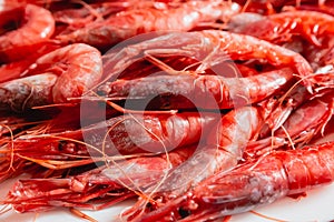 Prawn dish facing left. Species called Red Gamba from Garrucha, Almeria, Andalucia; Spain photo