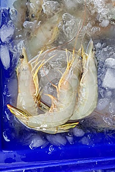 Prawn Fenneropenaeus merguiensis keep fresh in ice