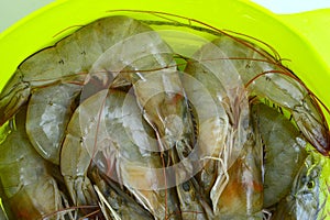 Prawn Group