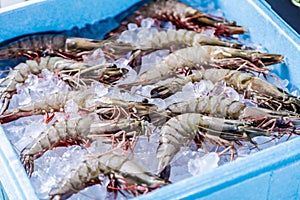 Prawn newly fished and stored in boxes with ice photo