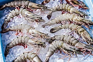 Prawn newly fished and stored in boxes with ice.