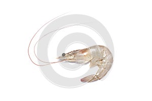 Prawn shrimp photo