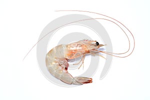 Prawn shrimp photo