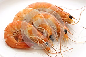 Prawns