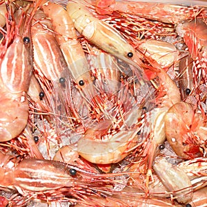 Prawns