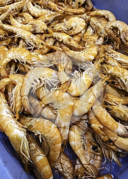 Prawns at the fishmonger