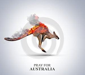 Pray For Australia. Australia wildfire killed half a billion animals. photo