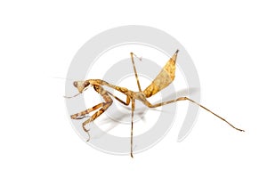 Pray Mantis