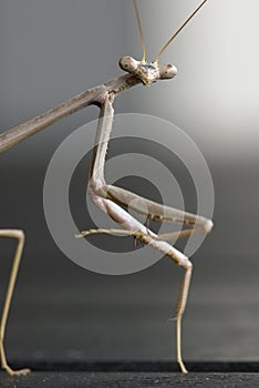 Pray mantis