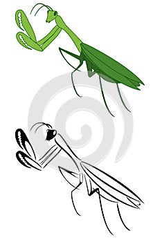 Pray mantis