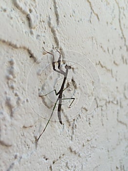 Pray mantis