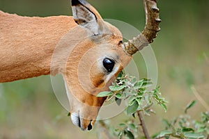 Prayer of the Impala