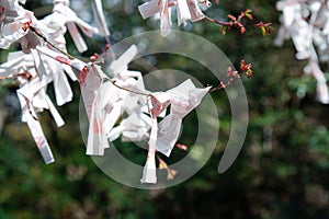 Prayer Papers Tied to Rope in Japanese Shrine - Spiritual Tradition and Sacred Offerings