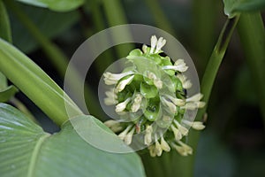 Prayer plant in bloom