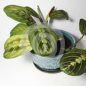 Prayer plant blue pot