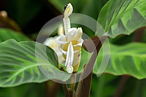 Prayer plant, Calathea warscewiczii white herbaceous flower with